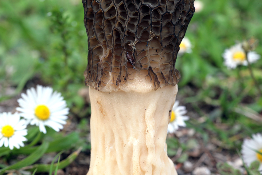 Morchella elata