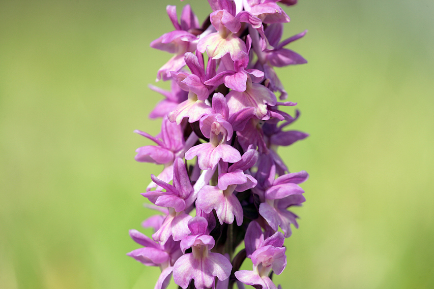 Dactylorhiza romana / Orchide romana