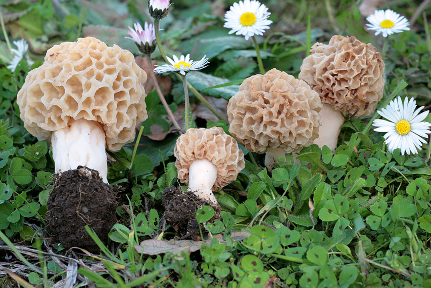 Morchella esculenta var. rotunda