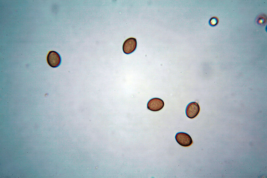 Leucoagaricus da determinare (cfr. Agrocybe molesta)