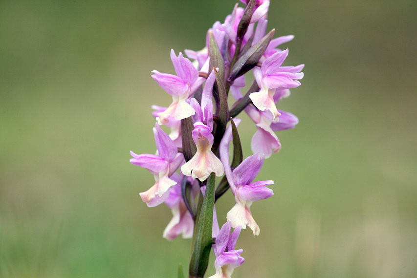 Dactylorhiza romana / Orchide romana