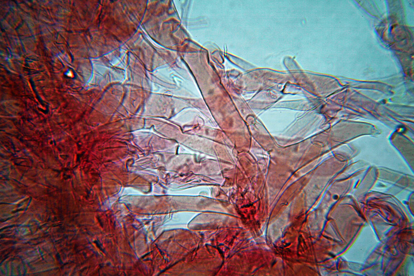 Leucoagaricus da determinare (cfr. Agrocybe molesta)