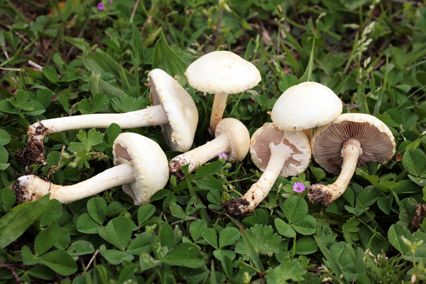 Leucoagaricus da determinare (cfr. Agrocybe molesta)