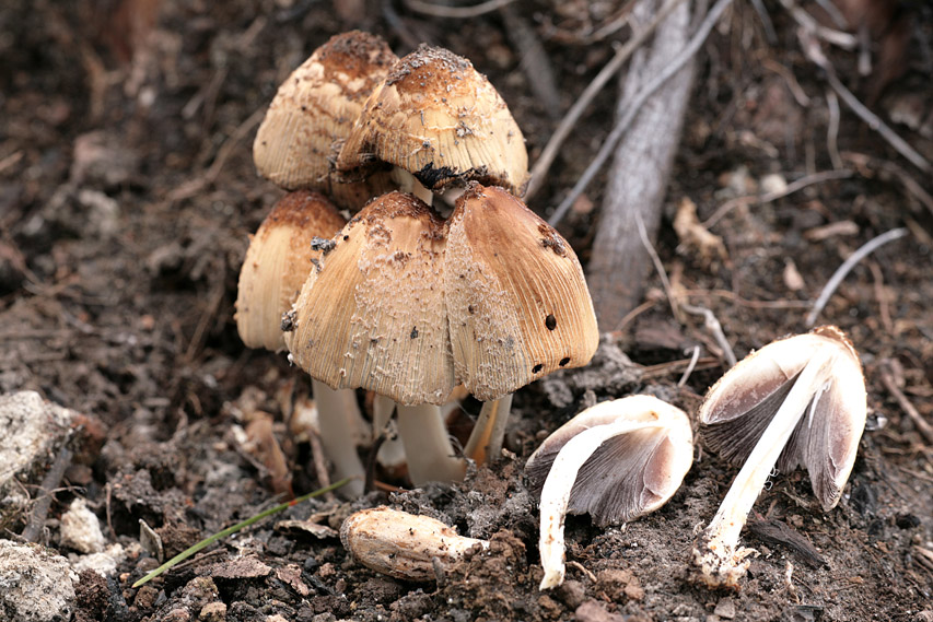 Coprinus domesticus