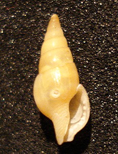 Mitrella minor