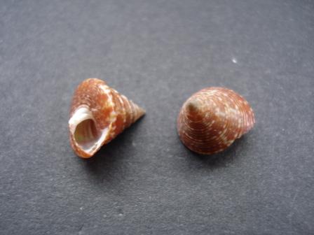 Calliostoma