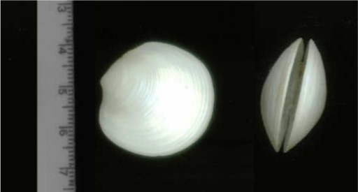 bivalve da identificare