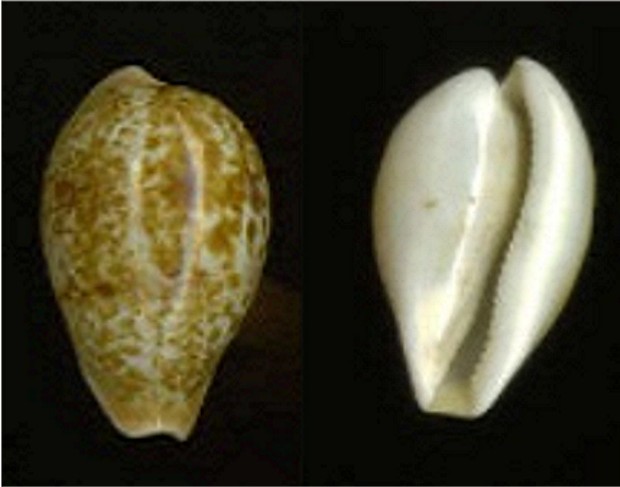 Cypraea  achatidea