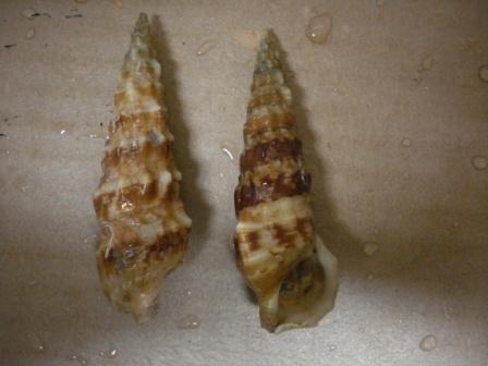 cerithium