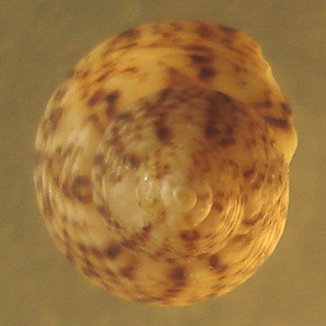 gibbula