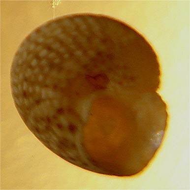 gibbula