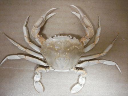 Liocarcinus vernalis (Risso, 1827)