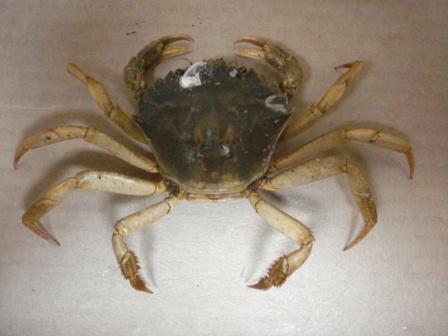 Carcinus aestuarii  da Riccione