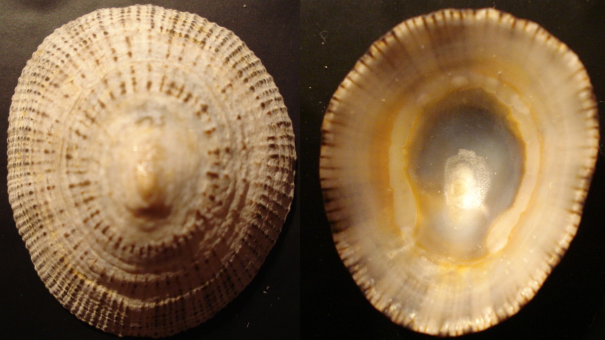 Patella rustica