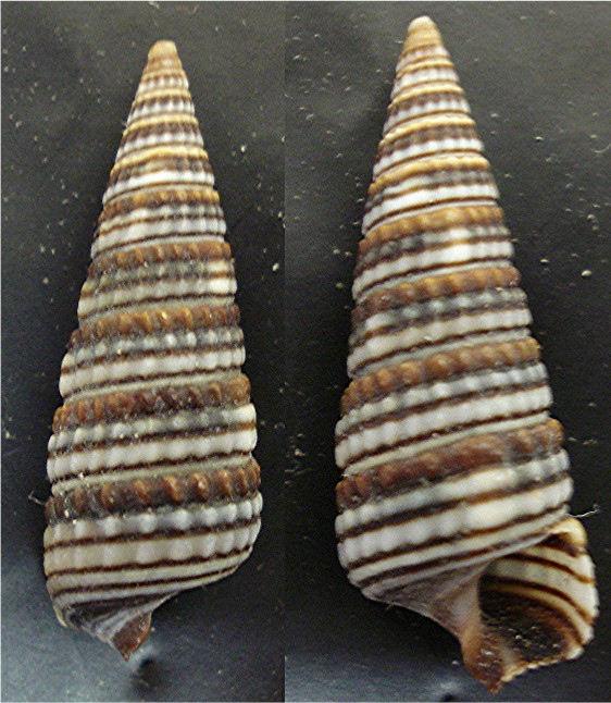 Potamides conicus