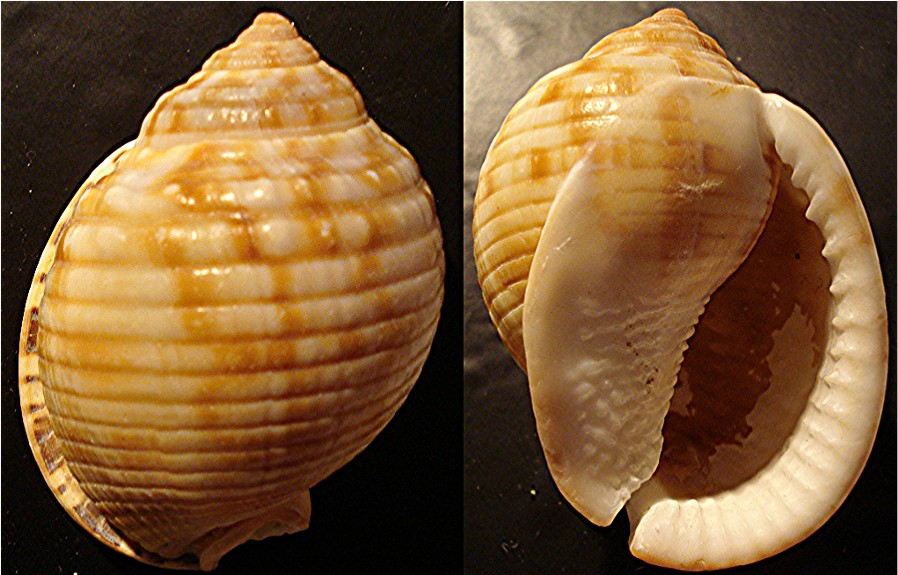 Phalium granulatum