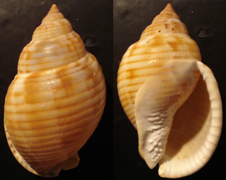 Phalium granulatum