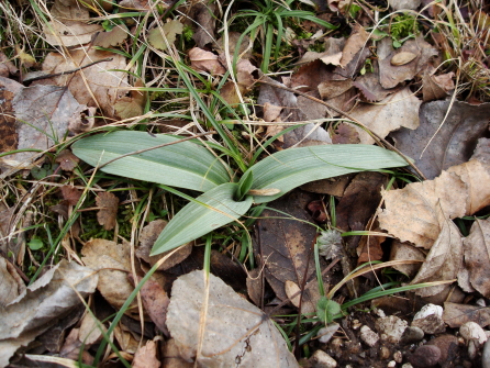 Rosetta Ophrys (?) da identificare