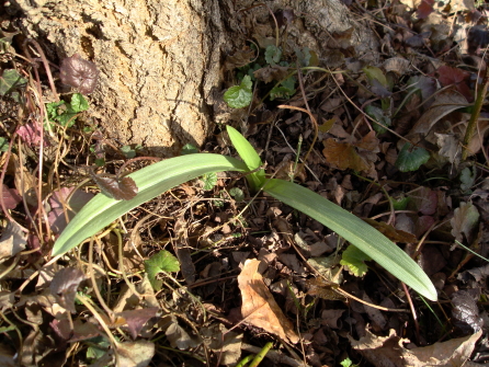 Rosetta Ophrys (?) da identificare