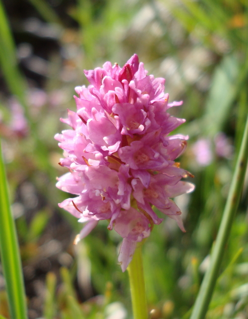 Chamorchis alpina, Malaxis monophyllos e altro...