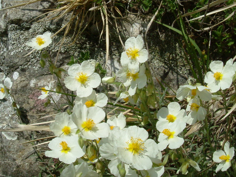 Helianthemum apenninum