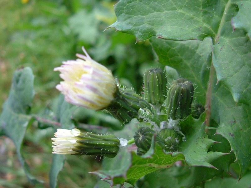 Fiore (foglia)con spine - Sonchus oleraceus