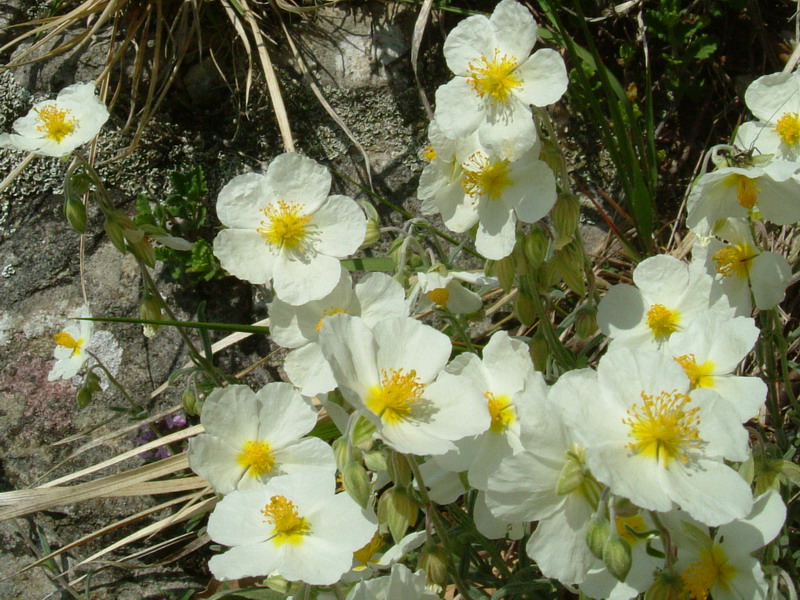 Helianthemum apenninum