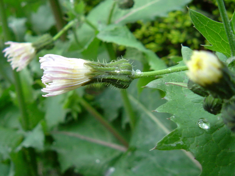 Fiore (foglia)con spine - Sonchus oleraceus