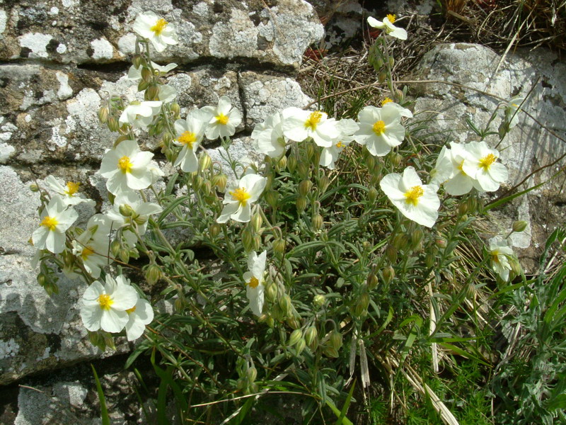 Helianthemum apenninum