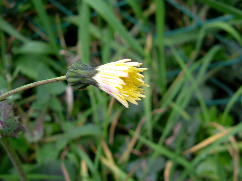 Fiore (foglia)con spine - Sonchus oleraceus