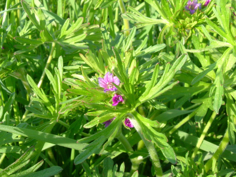 Geranium dissectum / Geranio sbrandellato