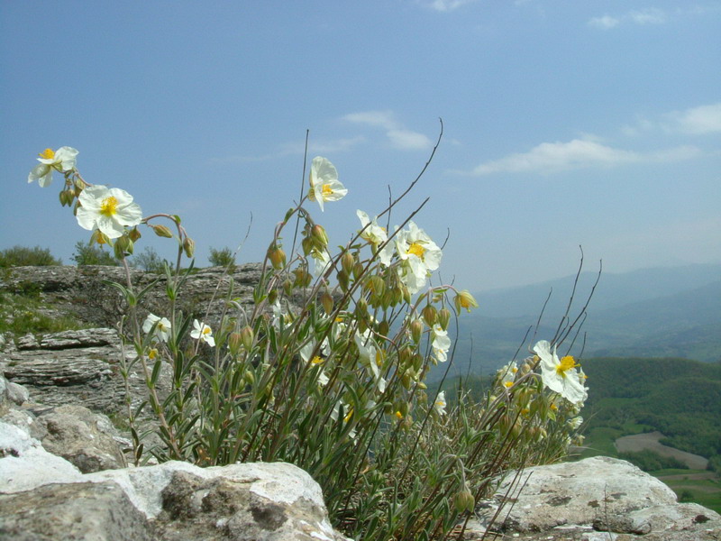 Helianthemum apenninum