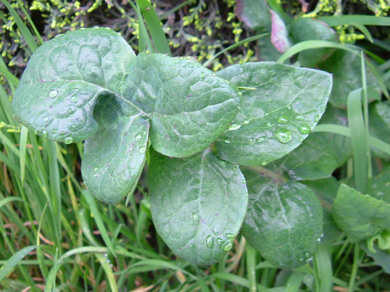 Fiore (foglia)con spine - Sonchus oleraceus