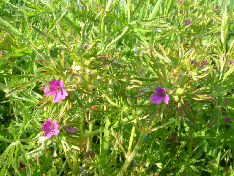 Geranium dissectum / Geranio sbrandellato