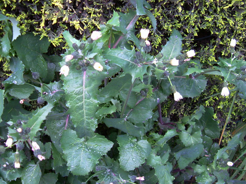 Fiore (foglia)con spine - Sonchus oleraceus