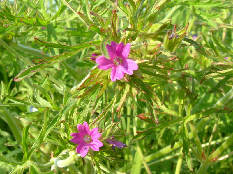 Geranium dissectum / Geranio sbrandellato