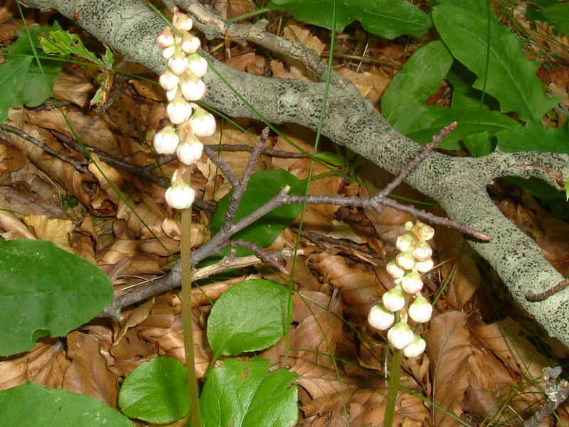 Pyrola minor / Piroletta minore