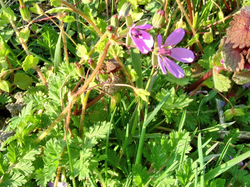 Erodium cicutarium / Becco di gr comune