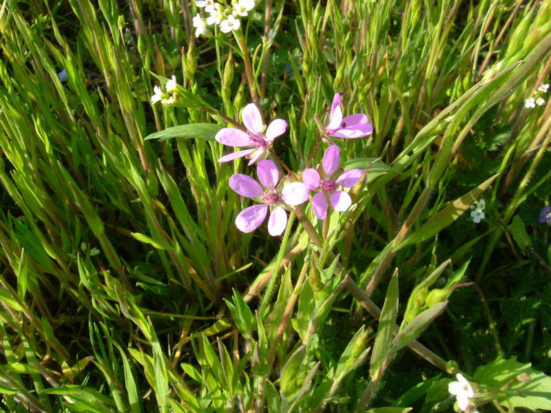 Erodium cicutarium / Becco di gr comune