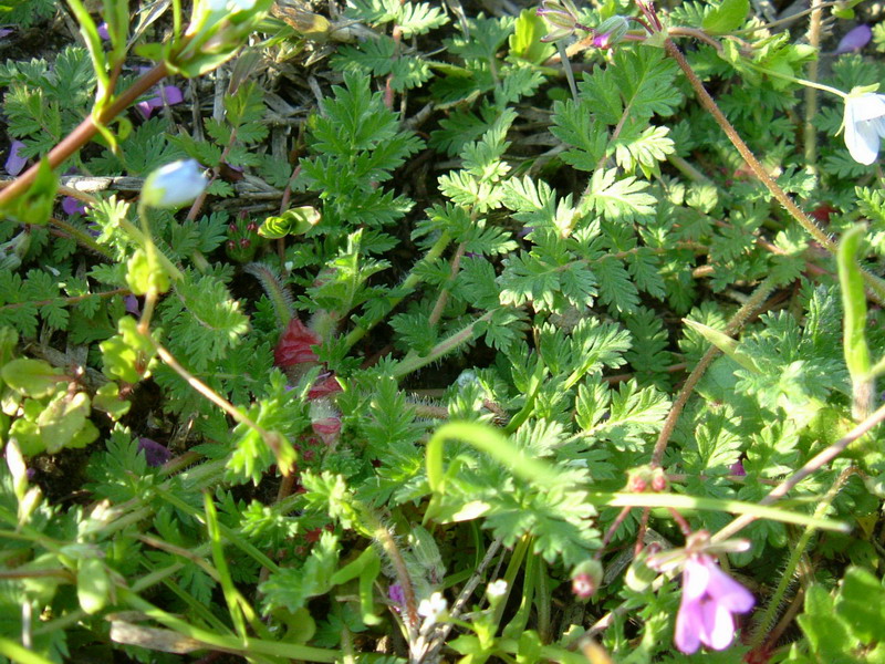 Erodium cicutarium / Becco di gr comune