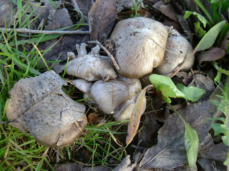 Entoloma???