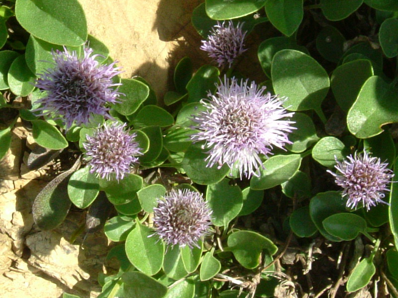 Globularia incanescens