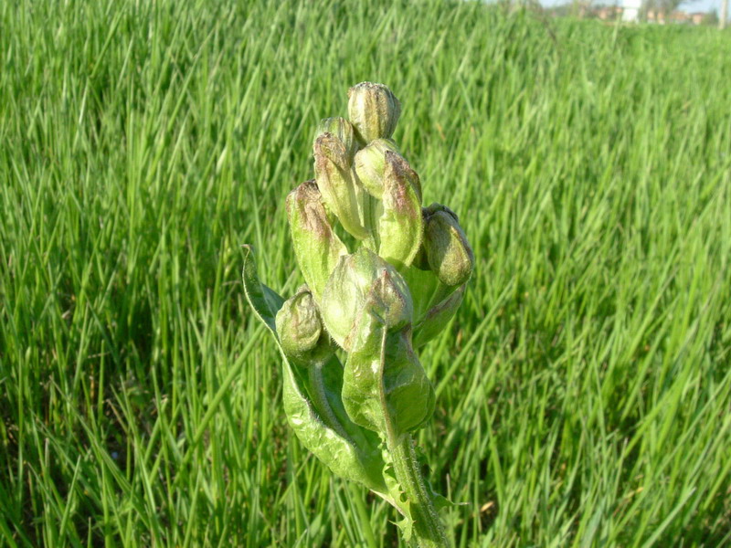 Crepis vesicaria / Radicchiella vescicosa