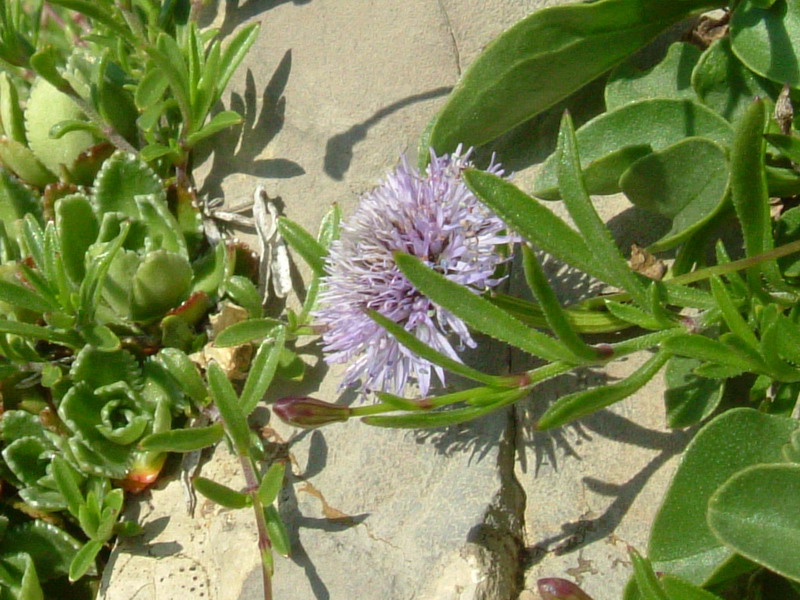 Globularia incanescens