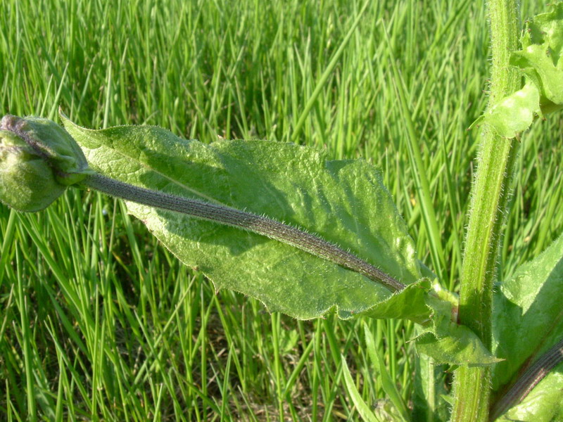 Crepis vesicaria / Radicchiella vescicosa