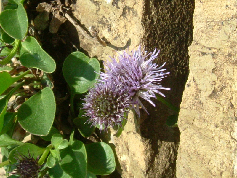 Globularia incanescens