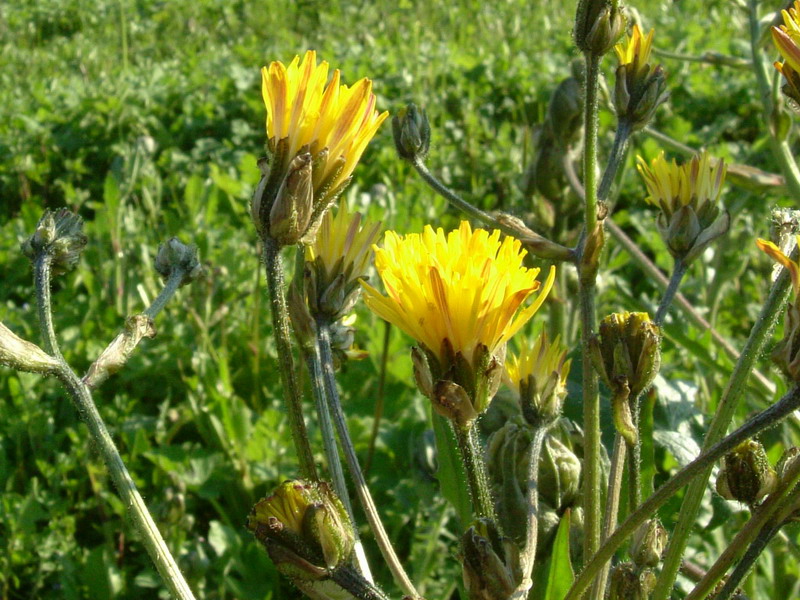 Crepis vesicaria / Radicchiella vescicosa