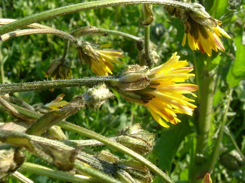 Crepis vesicaria / Radicchiella vescicosa