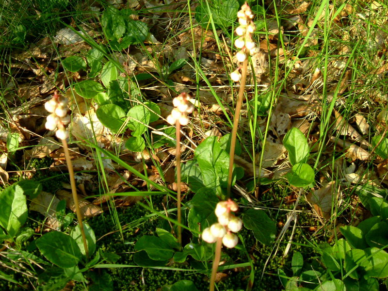 Pyrola minor / Piroletta minore