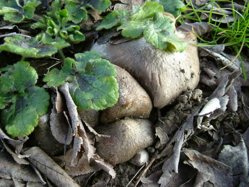 Entoloma???